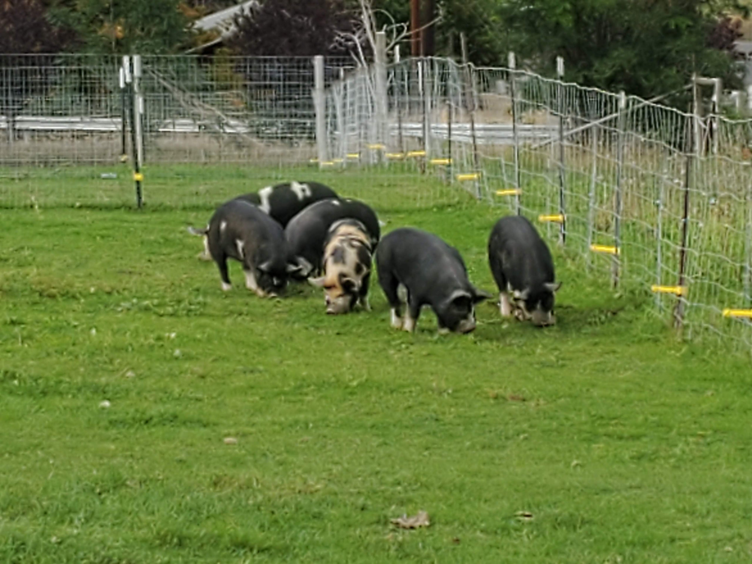 Pastured Pork Valhalla Farm and Gardens